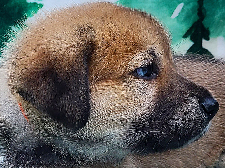 chinook puppy